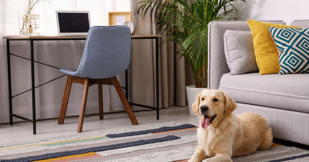 How Animals Cause HVAC Chaos