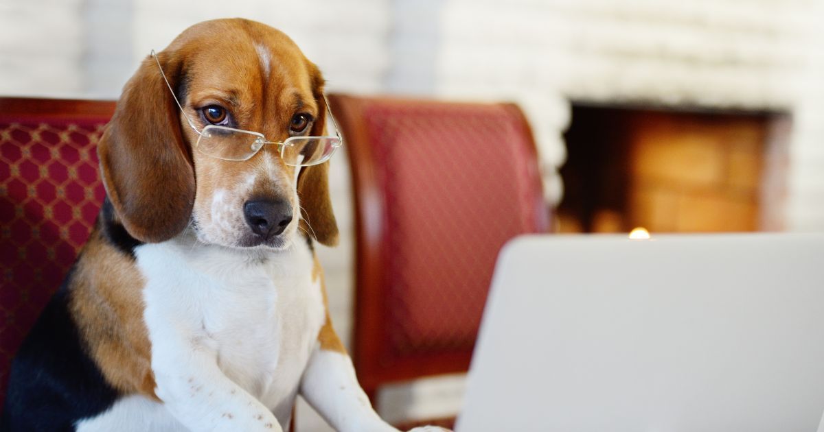 dog evaluating problem